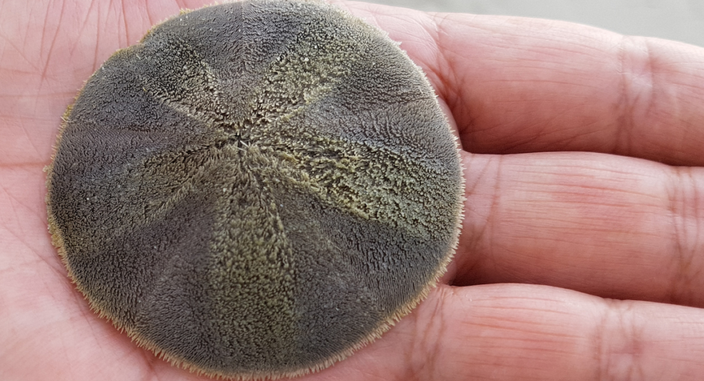 What Sand Dollars Really Look Like in hand kids activities blog