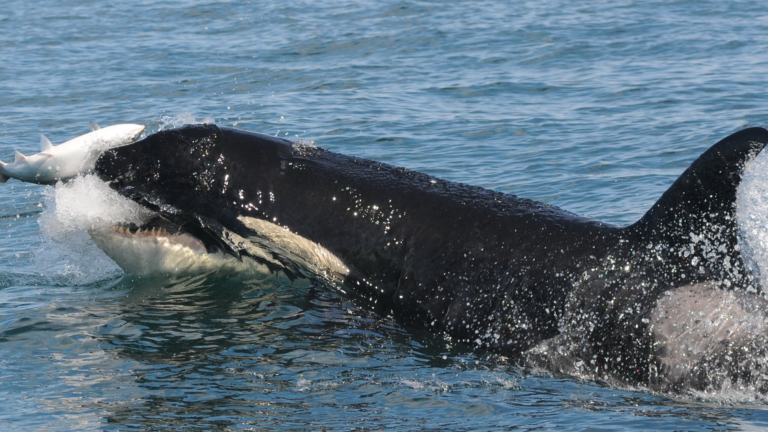 southern resident orca