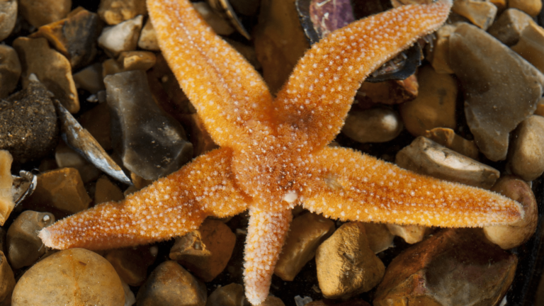 common starfish