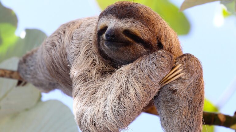 do sloths poop