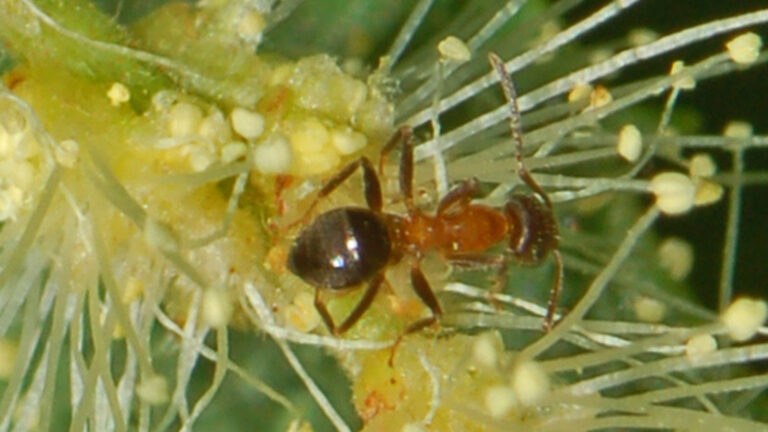 Lasius emarginatus