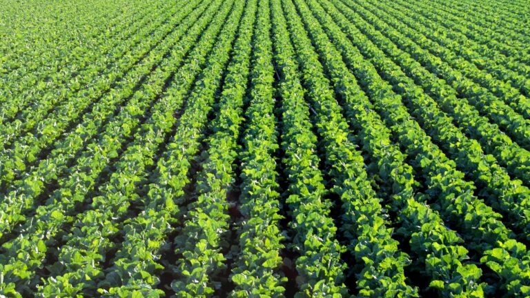 Spinach Fields