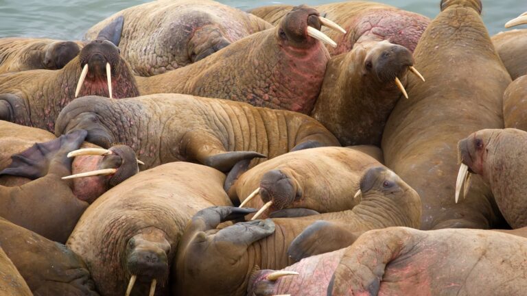 Walruses