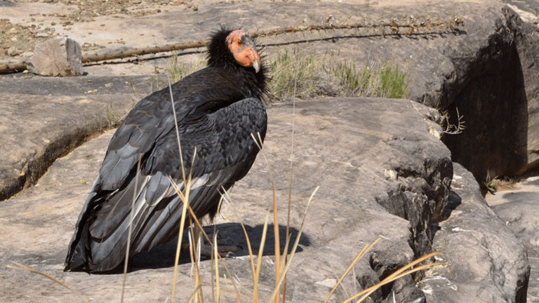 california condor