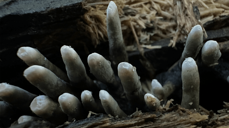 dead man finger fungi