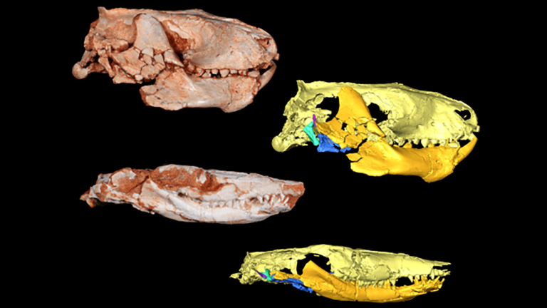 lead jaw fossil and skull