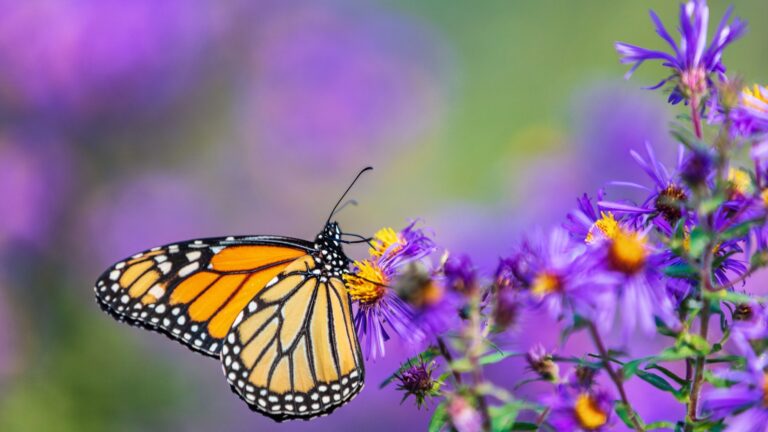 plant flowers for butterflies