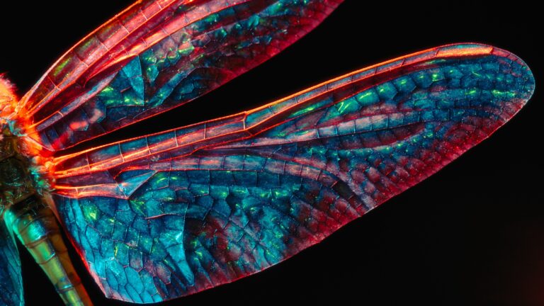 Dragonfly Wing