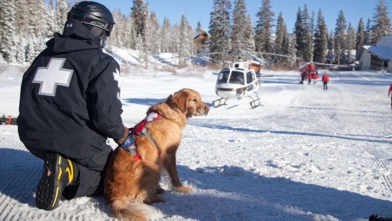 avalanche dogs thumbnail