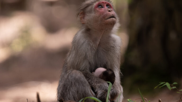 monkey in grief dead infant