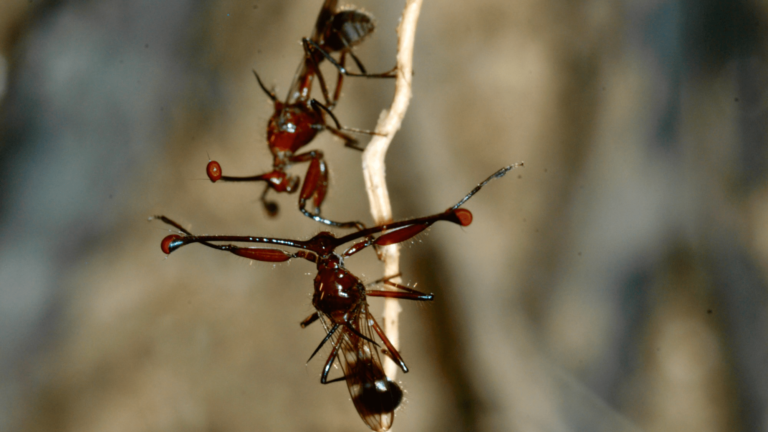 stalk eyed fly fight