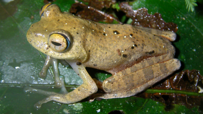 star trek frog janeway