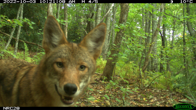 coyote forest