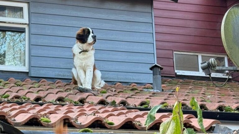 st bernard dog roof horizontal