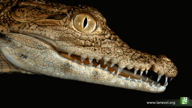 juvenile nile croc