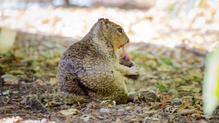 lead squirrel vole