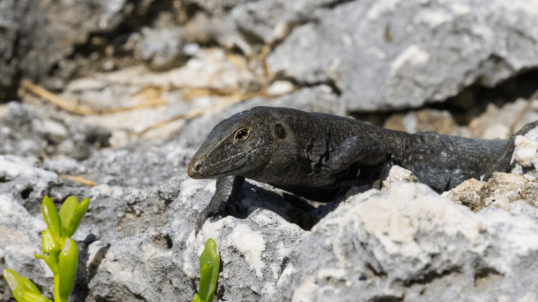 sombrero ground lizard