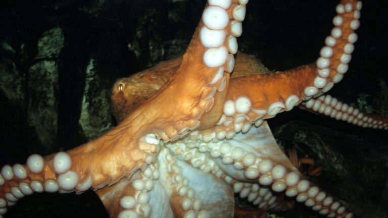 octopus b69530